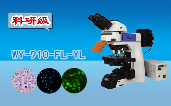 熒光顯微鏡不適合觀察活細(xì)胞，對嗎？